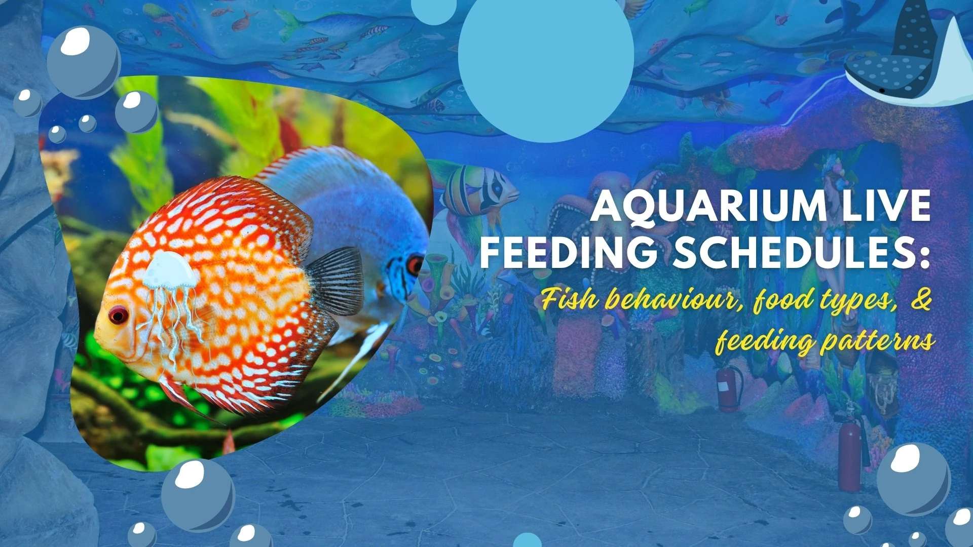 Aquarium Live Feeding Schedules: Fish Behaviour, Food Types, and Feeding Patterns Explained
